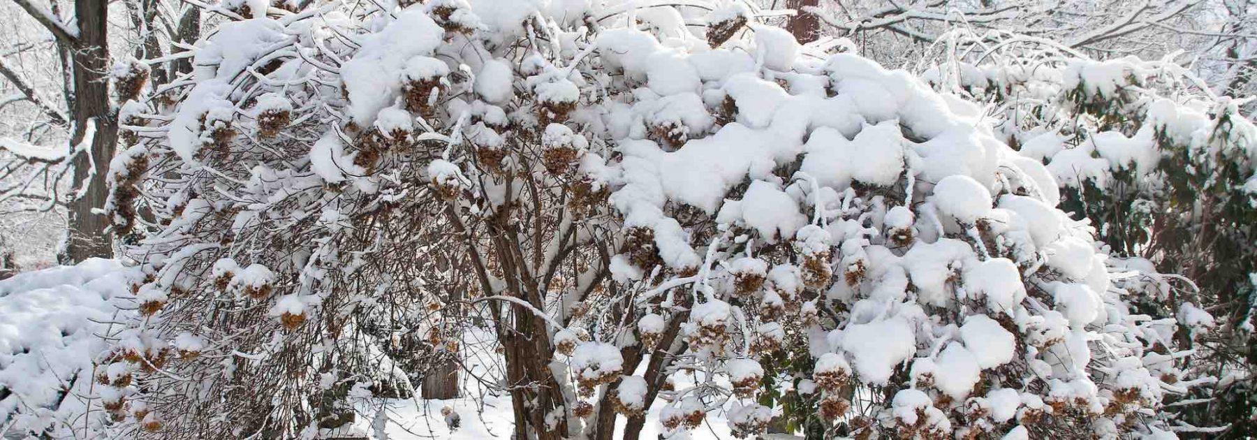 Choisir un hortensia selon sa résistance au gel