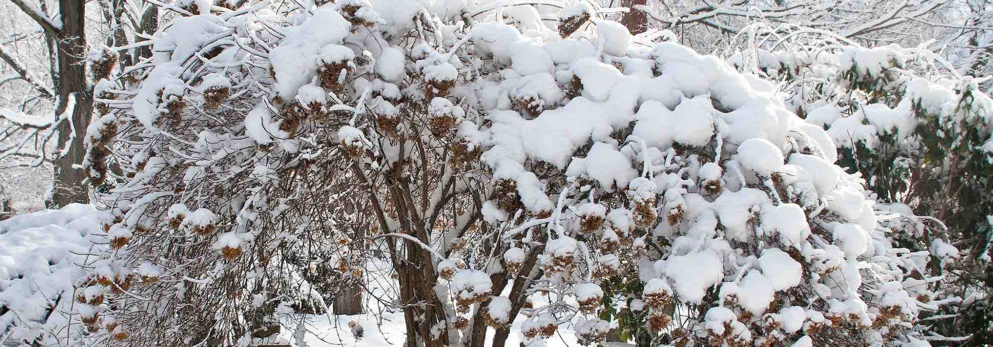 Choisir un hortensia selon sa résistance au gel