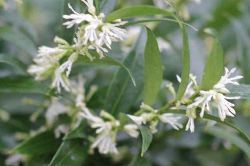 plantes blanches parfumees odorantes balcon terrasse pot