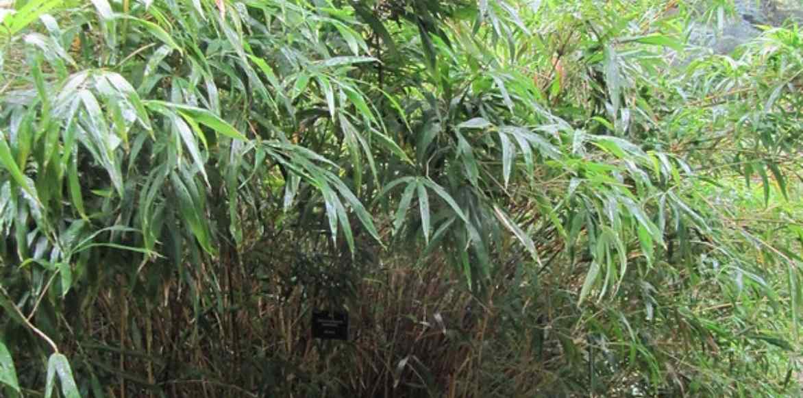 Semiarundinaria cultiver planter entretenir, bambou noble, bambou moyen