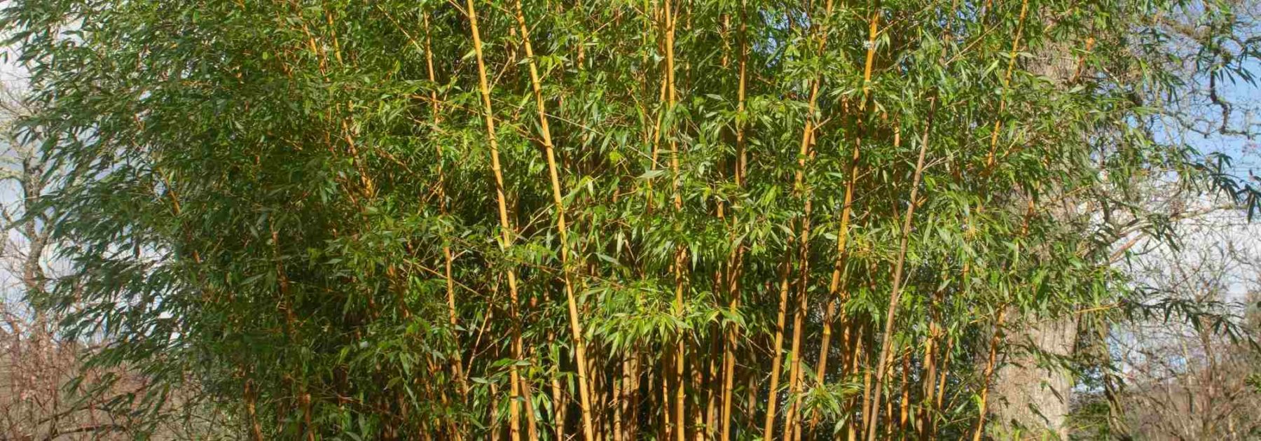 Semiarundinaria - Bambou noble : planter et cultiver