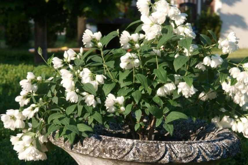 plantes blanches parfumees odorantes balcon terrasse pot