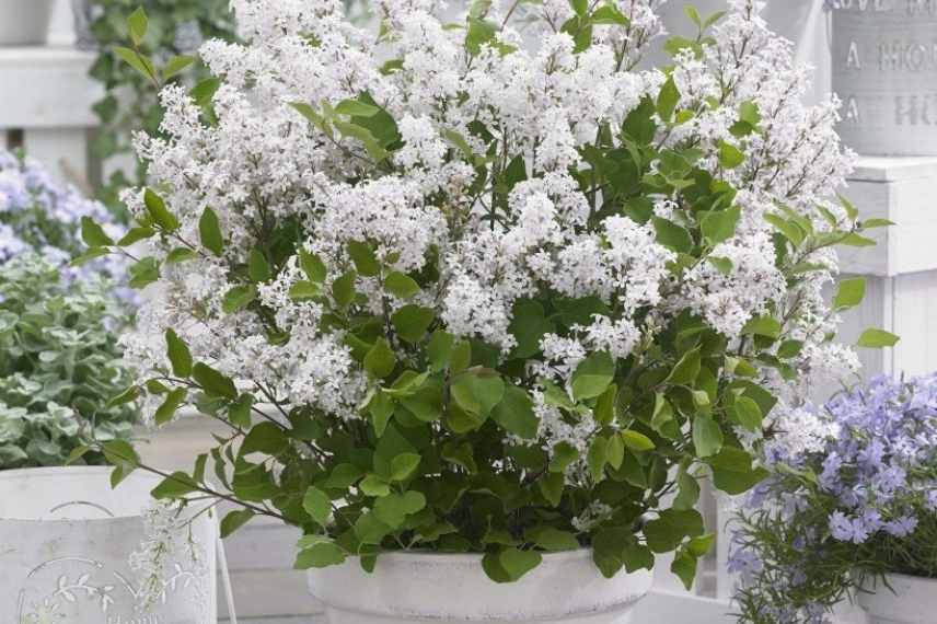 plantes blanches parfumees odorantes balcon terrasse pot
