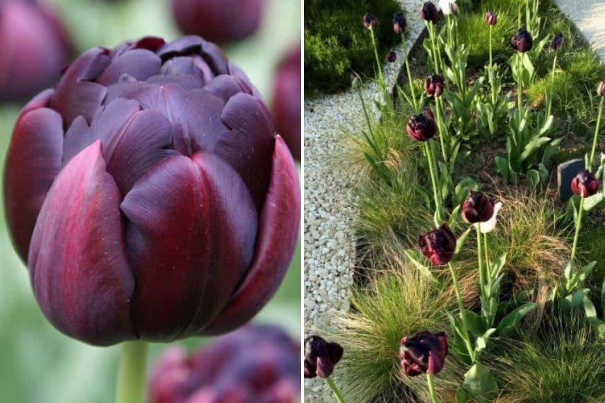 tulipes à fleurs très doubles