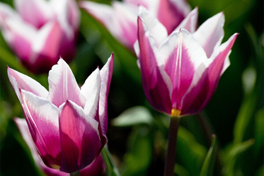 Tulipe Fleur de Lys