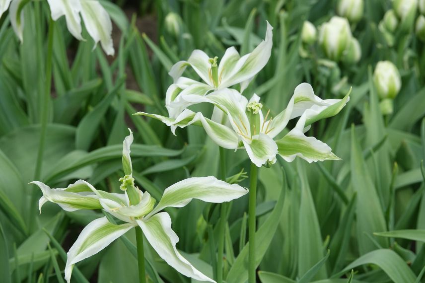 Tulipe Fleur de Lis Greenstar 