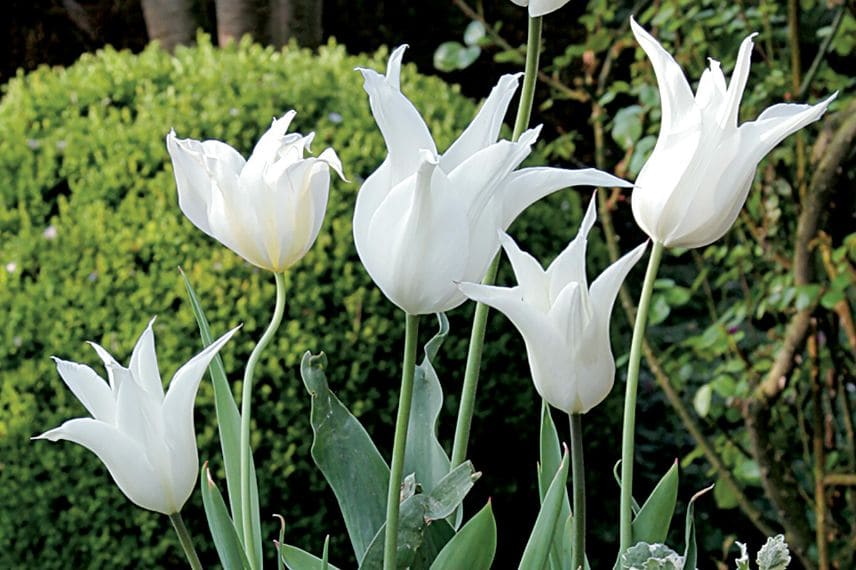 tulipe fleur de lys