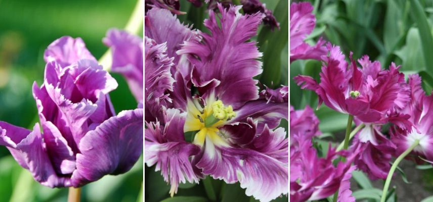 Tulipe Perroquet violet
