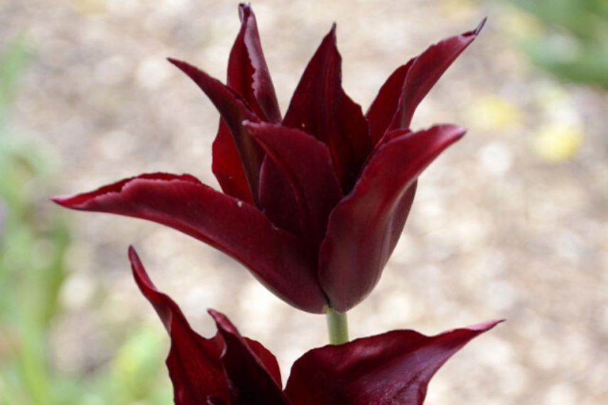 Tulipe fleur de lis