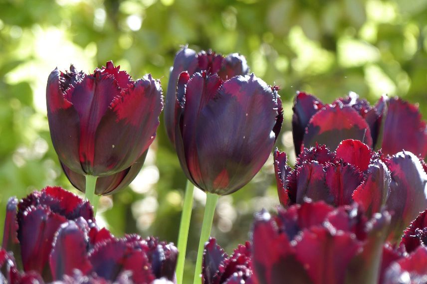 tulipes frangées