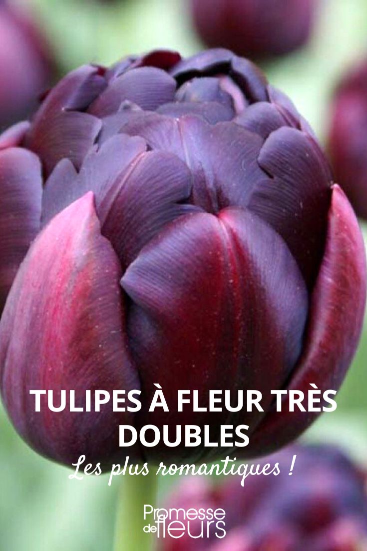 Tulipe a fleurs tres doubles