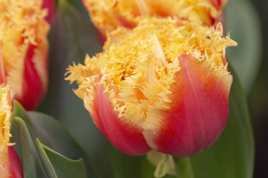 tulipes frangées