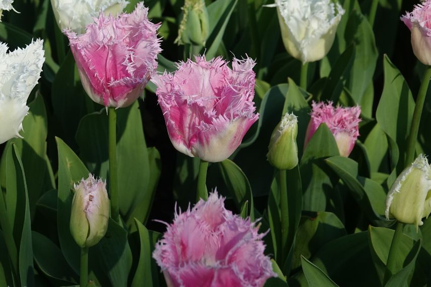 Tulipe frangée rose