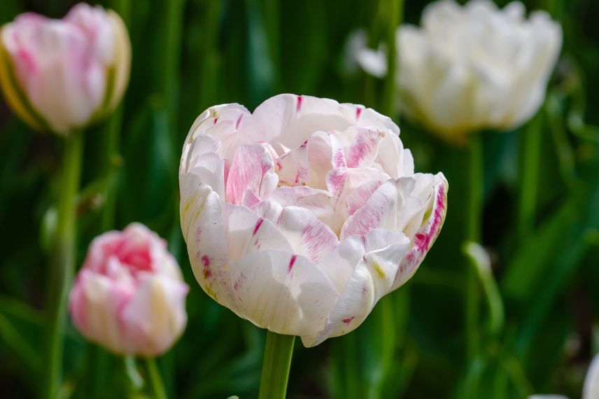 tulipes à fleurs très doubles
