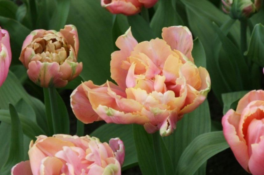 tulipes à fleurs très doubles