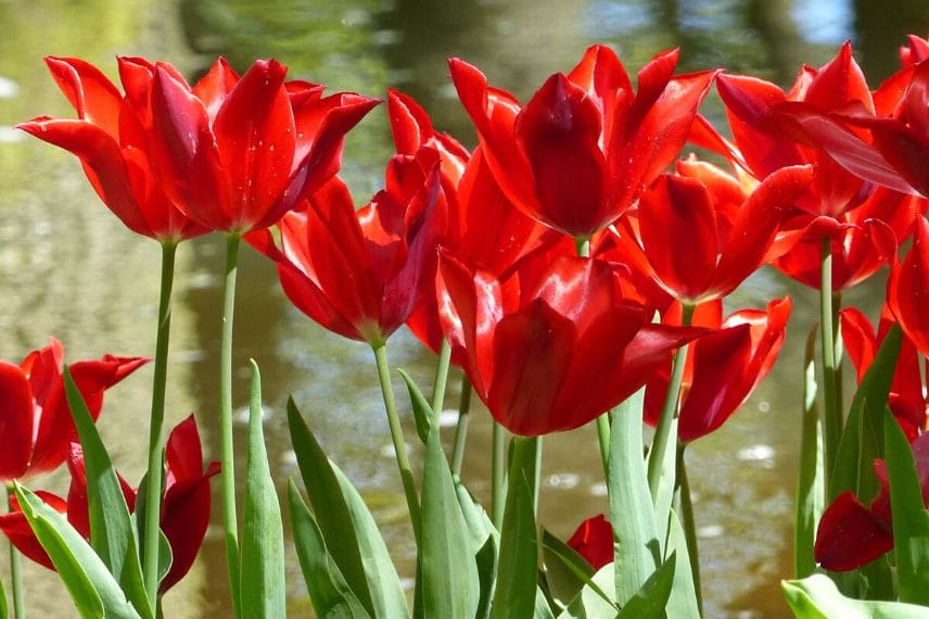 Tulipe fleur de lis 