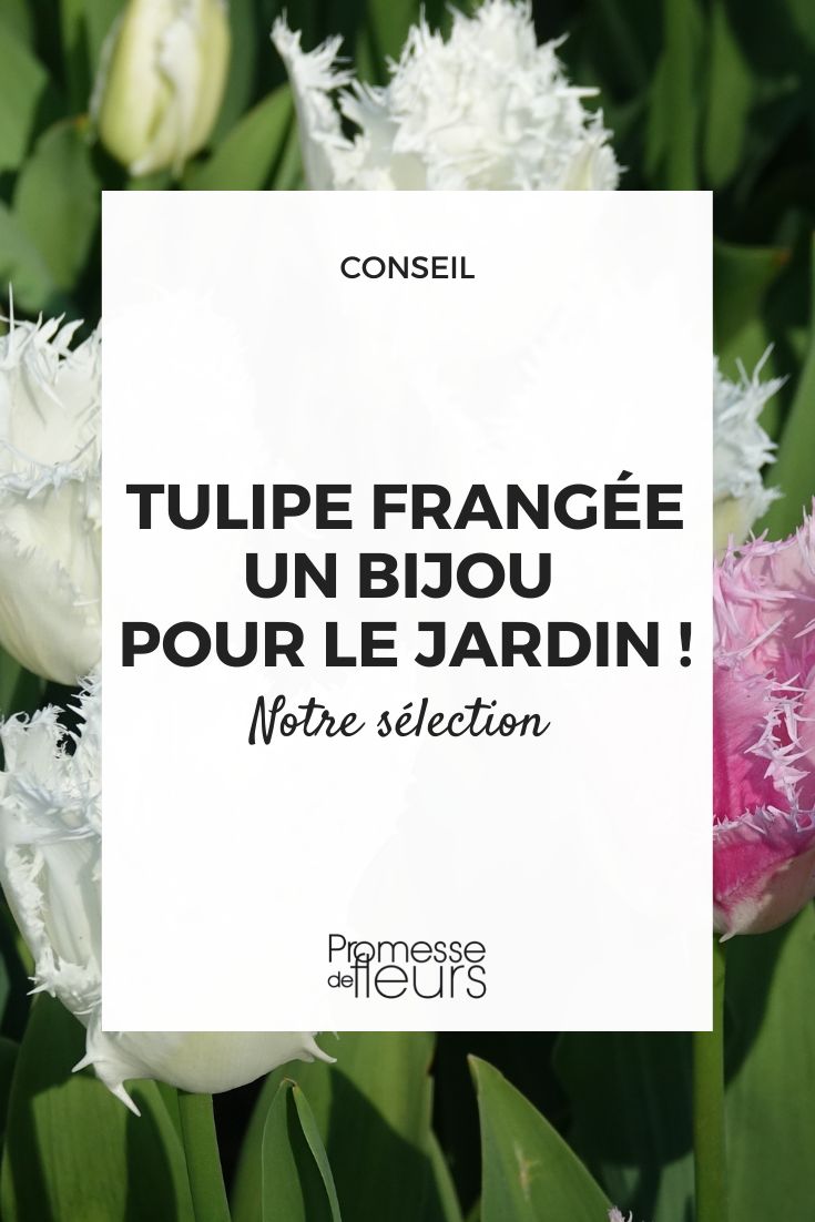 tulipes frangées