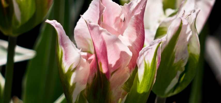 Tulipes viridiflora, tulipe tardive, tulipe bicolore vert