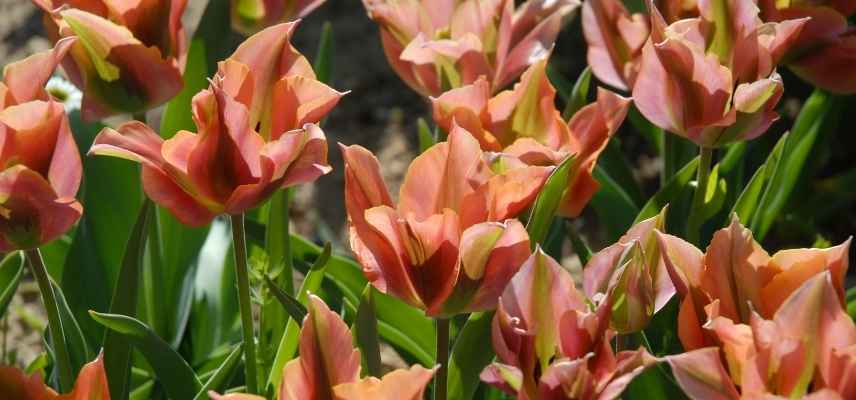 Tulipes viridiflora, tulipe tardive