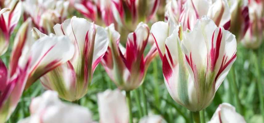 Tulipes viridiflora, tulipe tardive