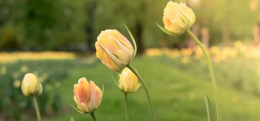 Tulipes viridiflora, tulipe tardive, tulipe bicolore vert