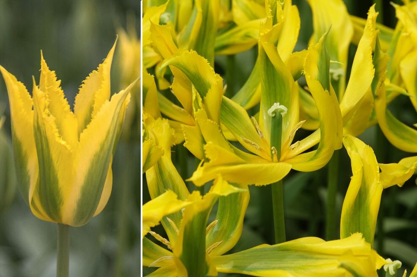 tulipe fleur de lys