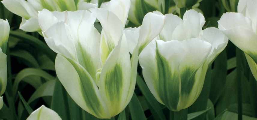 Tulipes viridiflora, tulipe tardive, tulipe bicolore vert