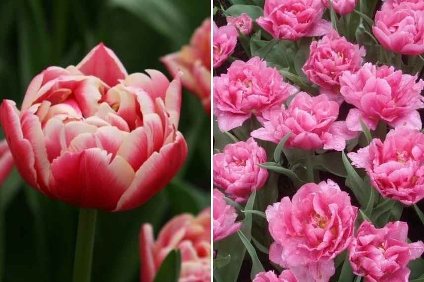 tulipes par période de floraison, tulipes par époque de floraison, tulipes précoces, tulipes tardives, tulipes de mi saison