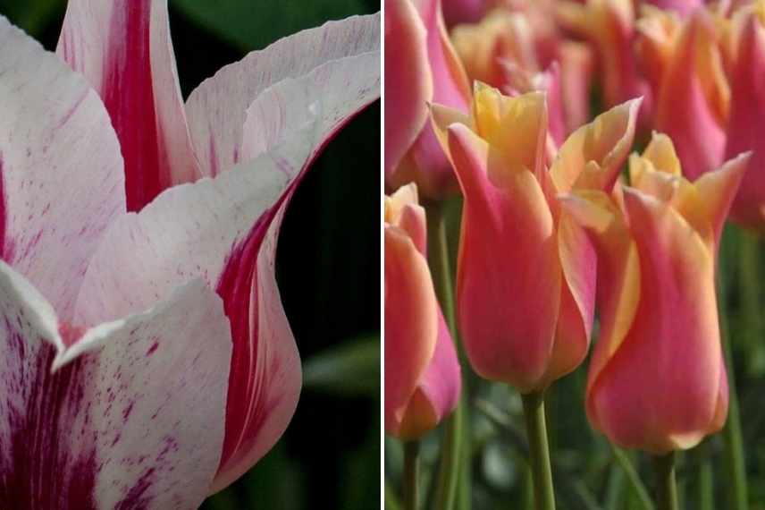 tulipes par période de floraison, tulipes par époque de floraison, tulipes précoces, tulipes tardives, tulipes de mi saison