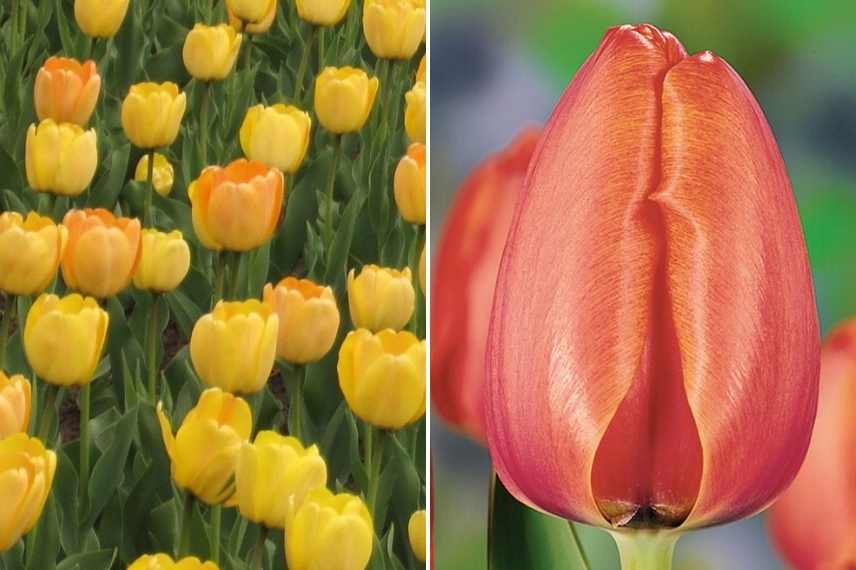 tulipes par période de floraison, tulipes par époque de floraison, tulipes précoces, tulipes tardives, tulipes de mi saison