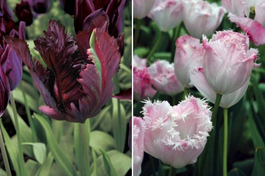 tulipes par période de floraison, tulipes par époque de floraison, tulipes précoces, tulipes tardives, tulipes de mi saison, tulipes par mois de floraison