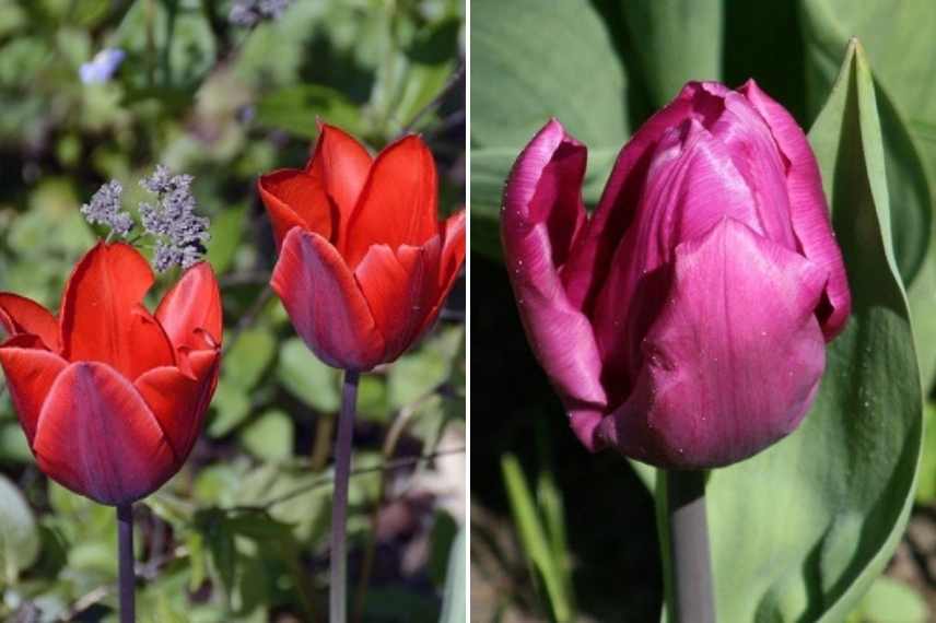 tulipes par période de floraison, tulipes par époque de floraison, tulipes précoces, tulipes tardives, tulipes de mi saison