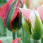 Tulipes viridiflora : les plus populaires