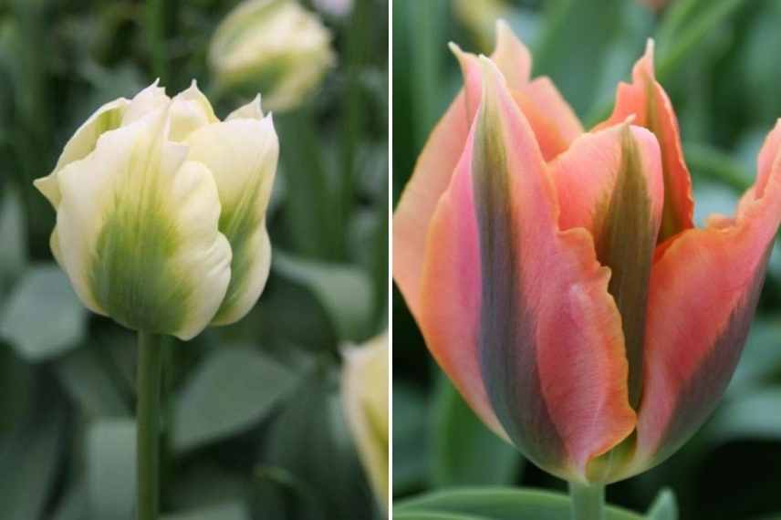tulipes par période de floraison, tulipes par époque de floraison, tulipes précoces, tulipes tardives, tulipes de mi saison