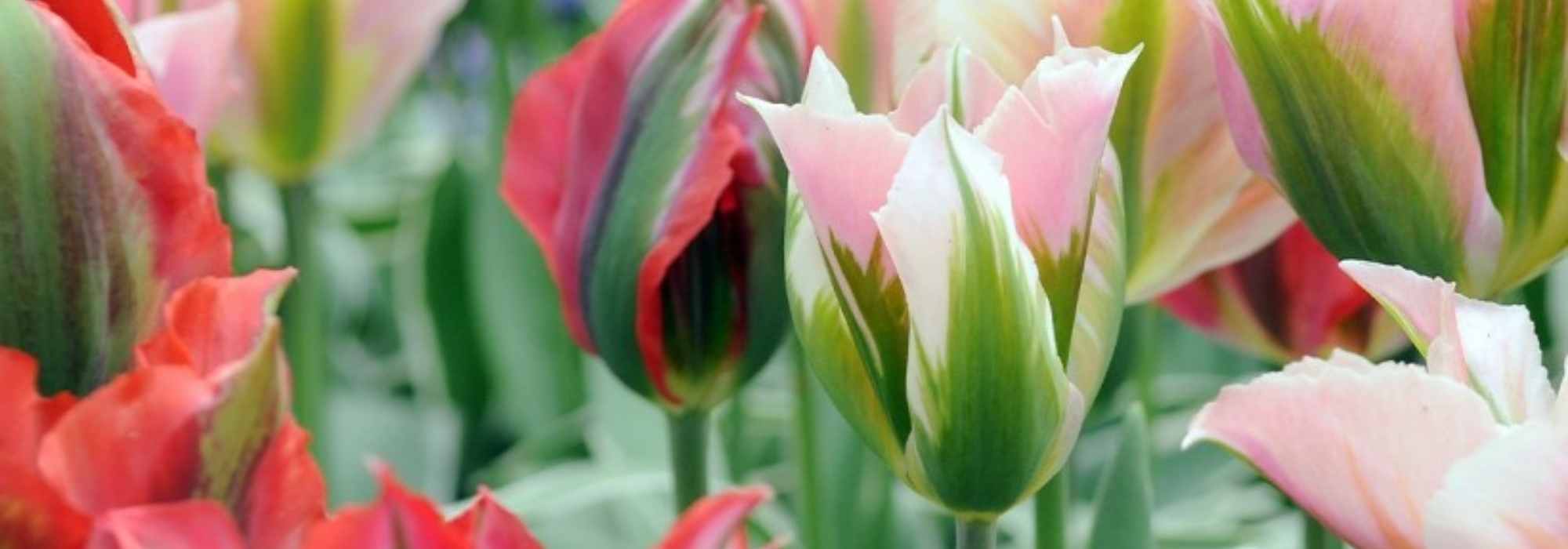 Tulipes viridiflora : les plus populaires