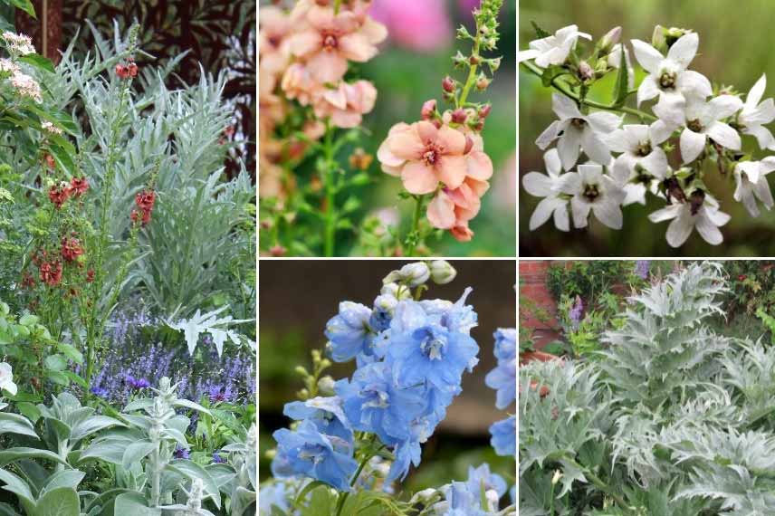 Associer le Verbascum : jardin de cottage