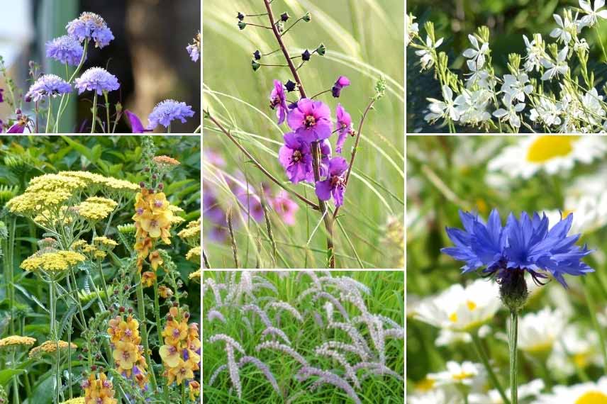 Associer le Verbascum : dans un jardin naturaliste