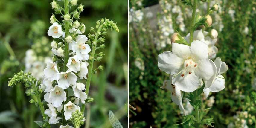 Choisir un Verbascum : les variétés à fleurs blanches