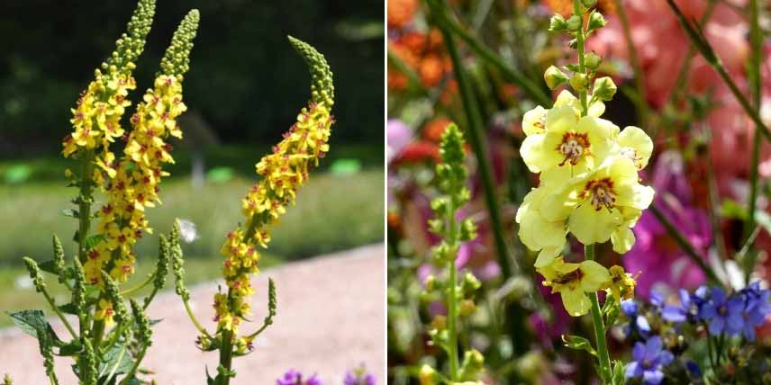 Choisir un Verbascum : les variétés à fleurs jaunes