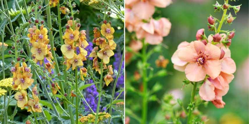 Choisir un Verbascum : les variétés à fleurs orangées