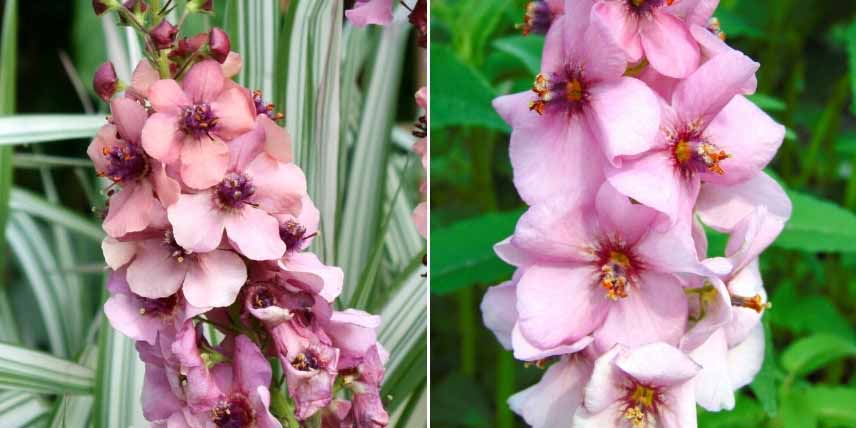 Choisir un Verbascum : les variétés à fleurs roses