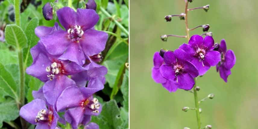 Choisir un Verbascum : les variétés à fleurs violettes