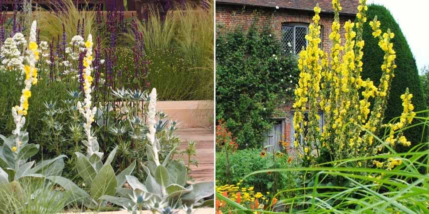 Choisir un Verbascum : les plus grandes variétés