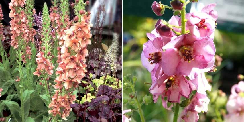 Choisir un Verbascum : les plus petites variétés