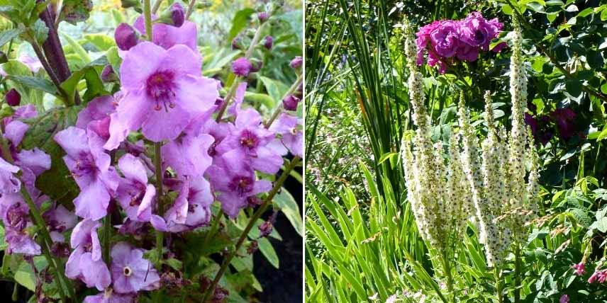 Choisir un Verbascum : les variétés de taille moyenne