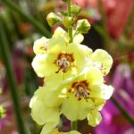 Verbascum : 6 idées d'associations réussies