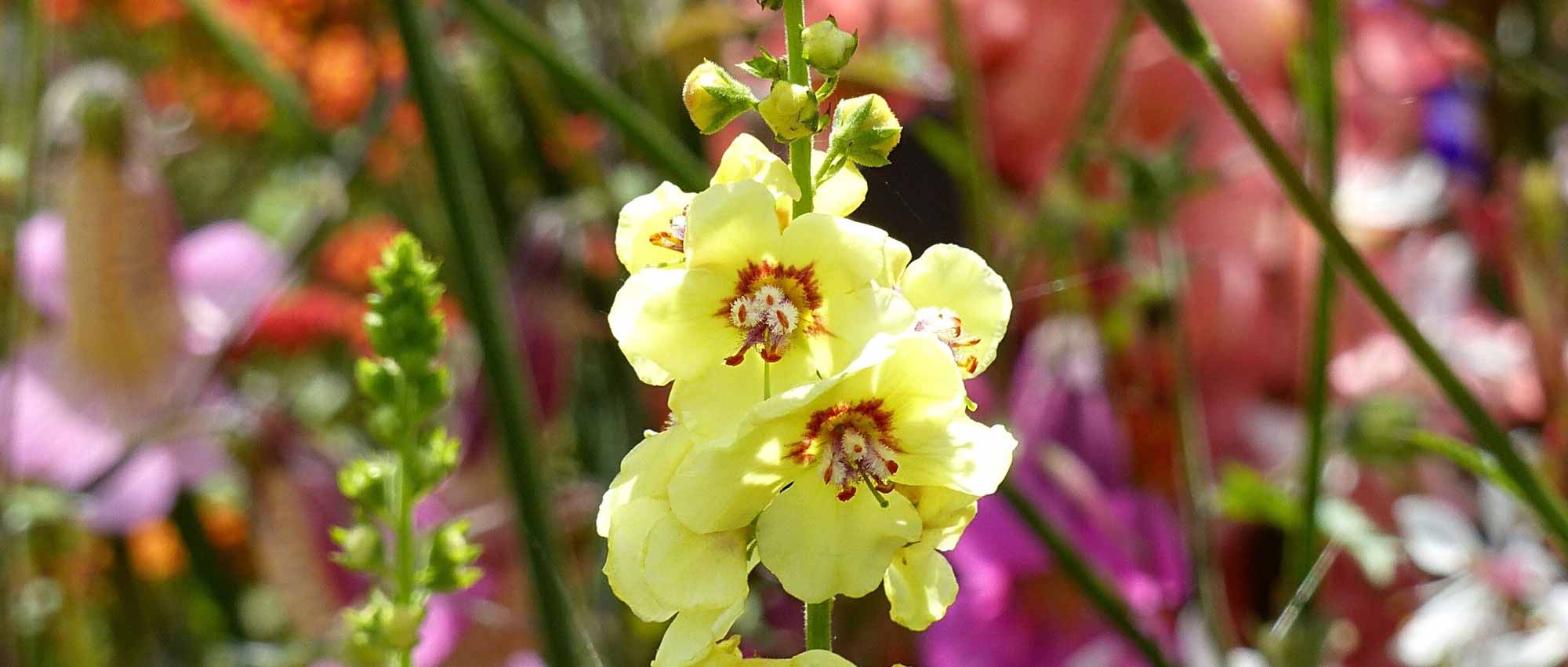 Verbascum : 6 idées d'associations réussies