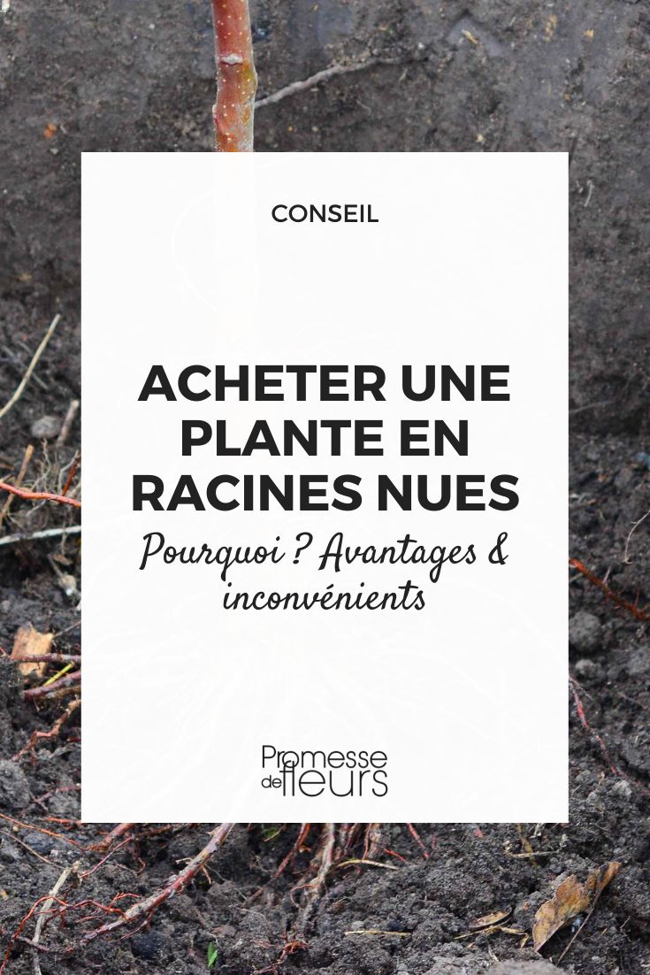 acheter une plante en racines nues pourquoi, avantages, inconvenients