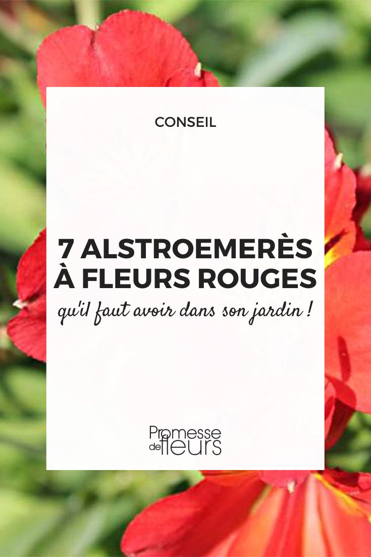 alstroemeres a fleurs roses