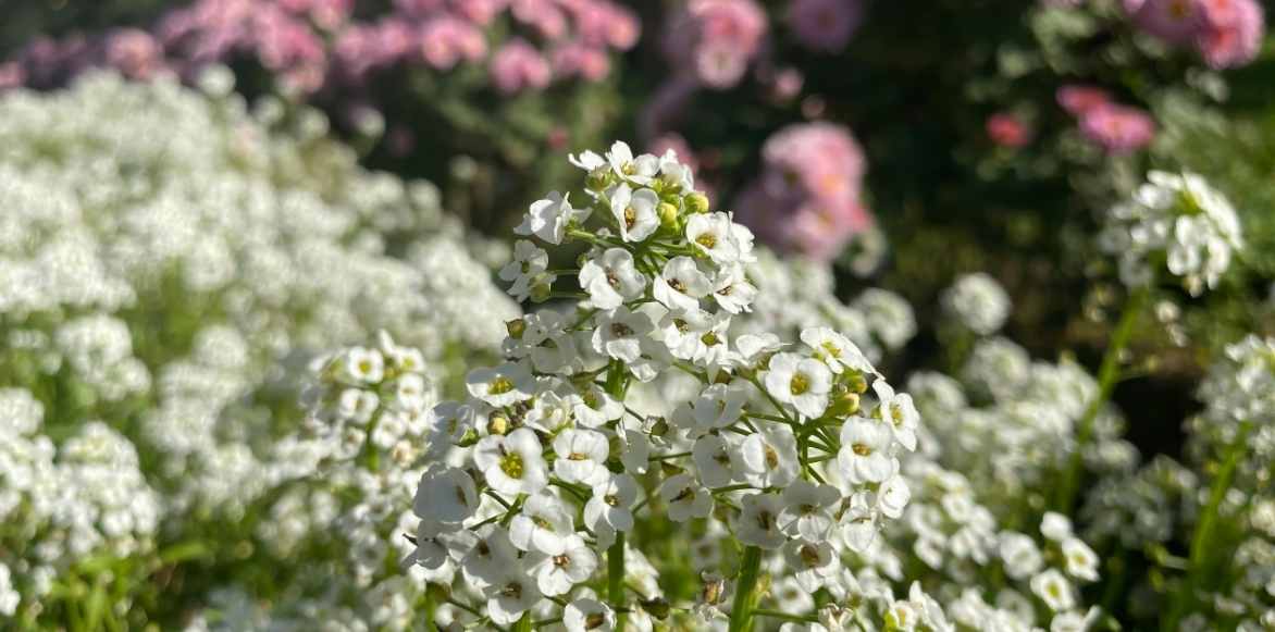 Lobularia alysse odorant, alysse maritime